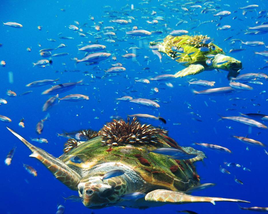 Tortugas