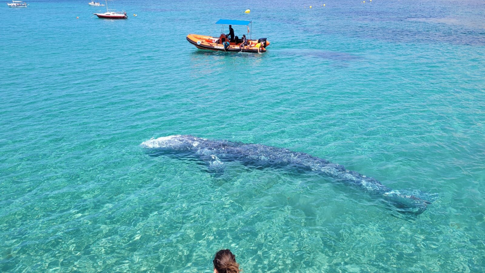 Ballena Gris