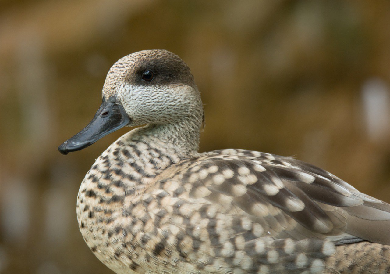 cerceta