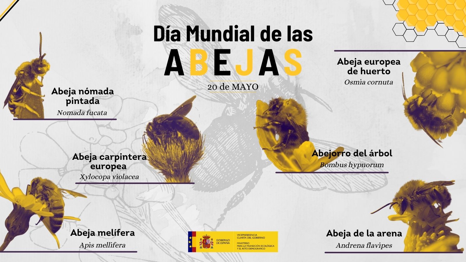 Dia Mundial de las Abejas