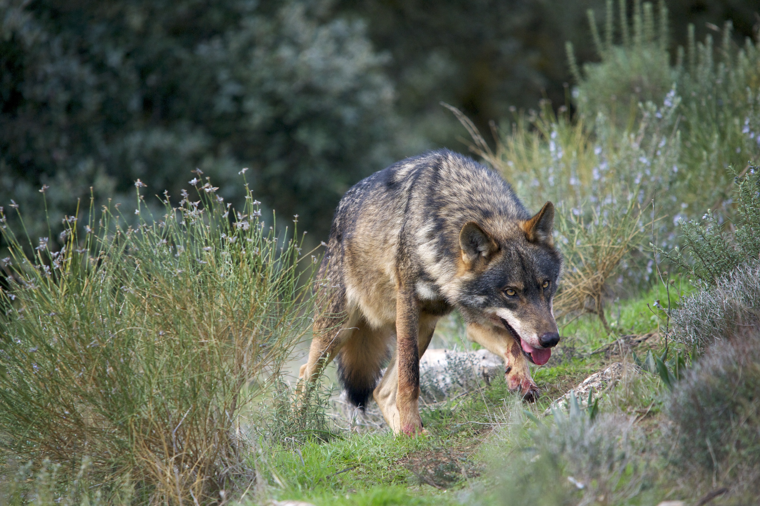 Iberian Wolf
(Canis lupus sygnatus)

Alpha male in perfect "big bad wolf" pose - head down, eyes fixed, mouth open, forelegs stained with blood.

Controlled conditions.

Granada, Spain