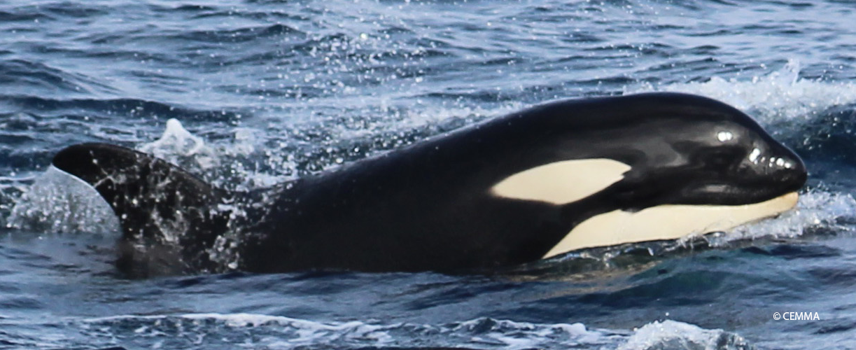 Orca CEMMA