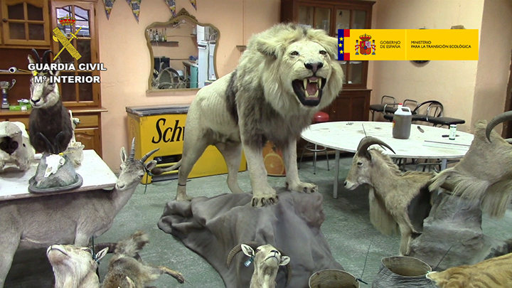 Operación Taxideralia contra el tráfico de especies llevada a cabo por el SEPRONA en 2019