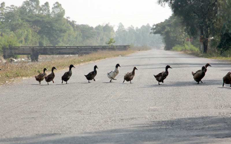 Patos cruzando la carretera