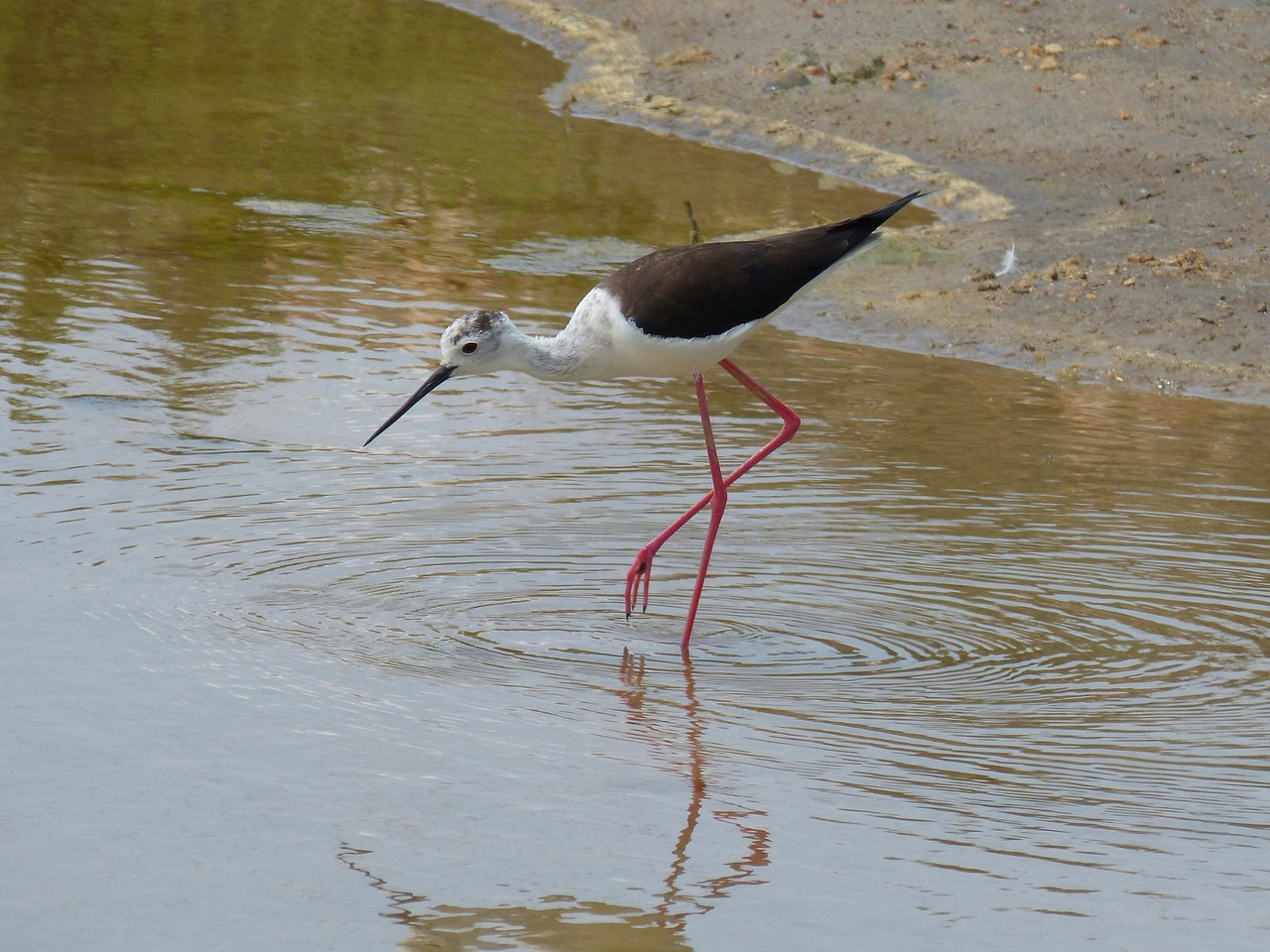 Parc-natural-de-delta-de-lebre