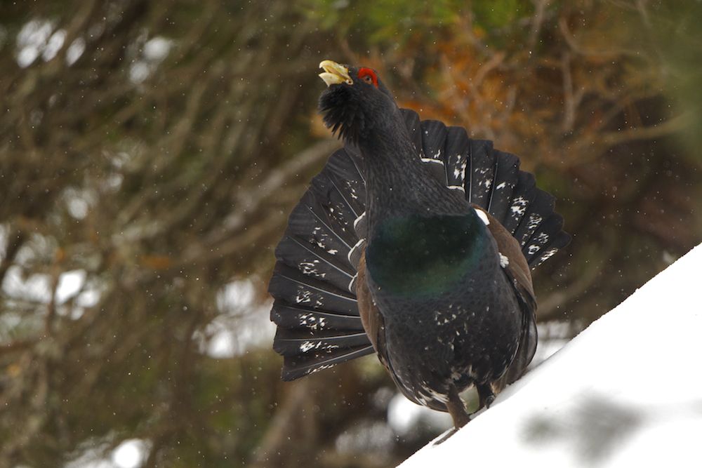 Western Capercaillie
(Tetrao urogallus)
Frontal portrait of a male capercaillie singing its courtship song to attract females to its lek, in its characteristic posture, with a raised neck and wide open tail. The falling snow adds a lot to the atmosphere of the shot.
Valle de Aran, Spanish Pirinees