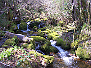 Río Muniellos. Reserva natural integral de Muniellos (Asturias).