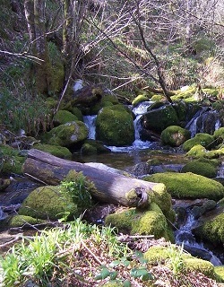 Gestión de las Reservas Naturales Fluviales