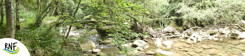 Reserva Natural Fluvial Cabecera del Gurn 