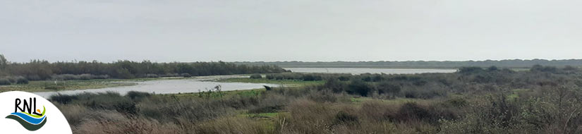 Complejo Lagunar Lagunas Peridunares de Doñana