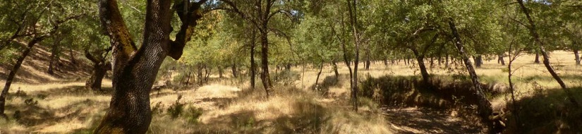 Reserva natural fluvial Río Montoro