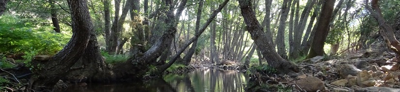 Reserva natural fluvial del río Guadarranque