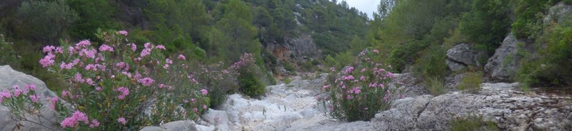 Reserva natural fluvial del río Jalón