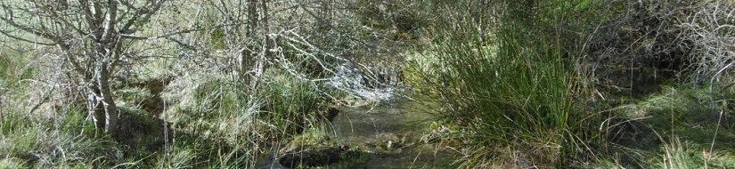 Reserva natural fluvial Arroyos de los Endrinales y de Las Hoyas