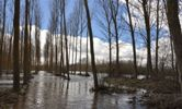 El cultivo del chopo en las márgenes presenta una reducida vulnerabilidad frente a inundaciones.