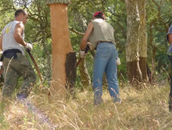 Operarios trabajando extrayendo corcho. Autor: Francisco Jarabo Sánchez