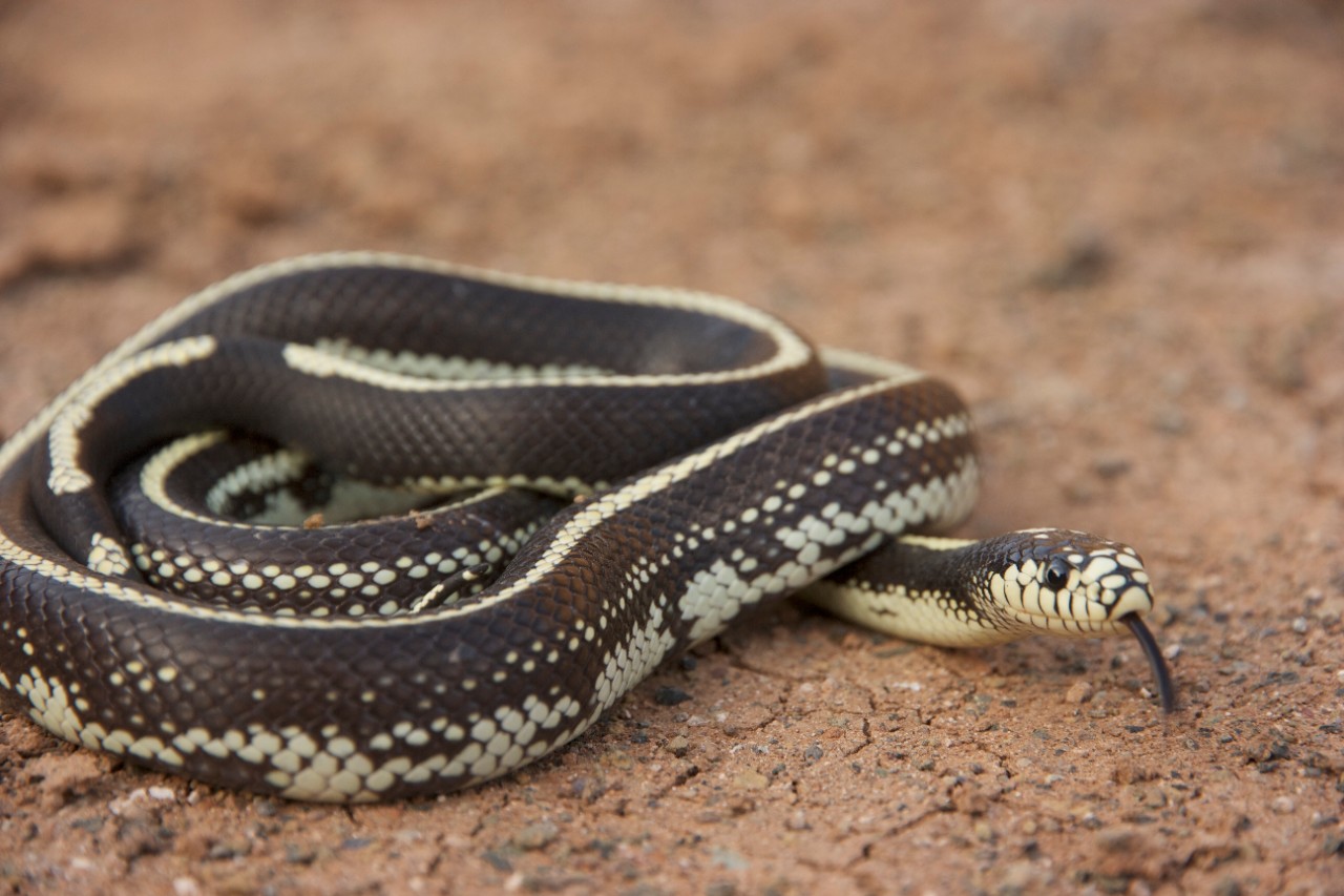 Culebra real de California (Lampropeltis getula californiae). Autor:
Ramón Gallo Barneto
