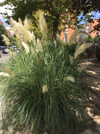 Cortaderia selloana.
Autor: Ricardo Gómez Calmaestra (MITECO)