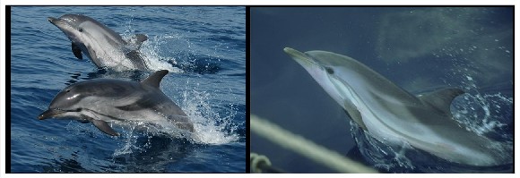 Imagenes de delfines listados @ Alnitak