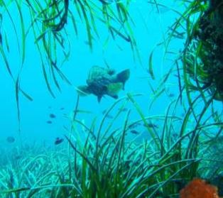 Praderas de Posidonia oceánica