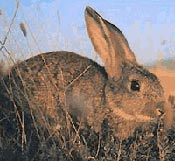 Fotografía de un conejo en primer término