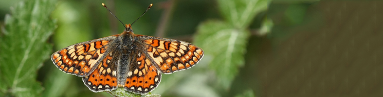 Doncella de ondas rojas, Euphydryas aurinia. Autor: Ricardo Gómez Calmaestra 