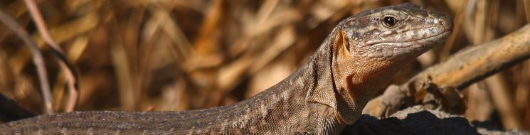 Lagarto gigante de Gran Canaria, Gallotia stehlini. Autor: Ricardo Gómez Calmaestra 