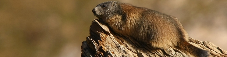 Marmota común, Marmota marmota. Autor: Ricardo Gómez Calmaestra