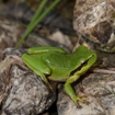 Ranita meridional, Hyla meridionalis. Autor: Ricardo Gómez Calmaestra