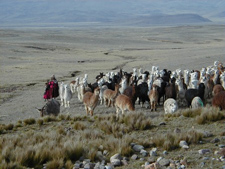 Fotografía de un paisaje andino con llamas. Autor: Ernesto Ruiz