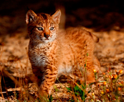 Fotografía de un cachorro de Lince Ibérico. Autor: José María Pérez de Ayala. OAPN-MAGRAMA