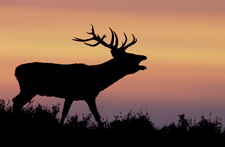 Fotografía de un venado al añochecer. Autor: José María Pérez de Ayala OAPN-MAGRAMA