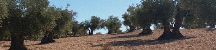 Carrusel 4
