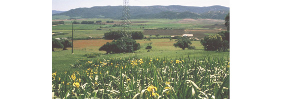 Fotografía de un prado con árboles y montañas al fondo