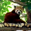 Panda rojo. Zoo de Madrid