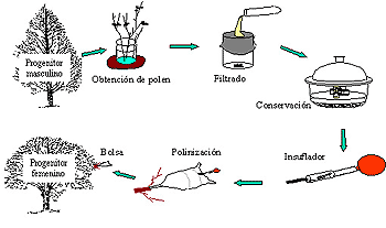 Representación metodología de cruce controlado del Olmo