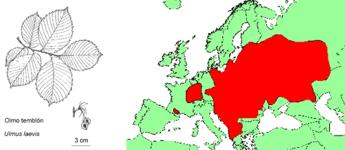 Ilustración con hojas, sámaras y mapa distribución en Europa del Olmo Temblón