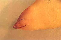 Embrión vivo de Quercus ilex, teñido con tetrazolio