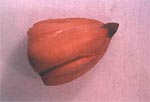 Embrión vivo de Fagus sylvatica teñido con tetrazolio