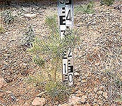 Pequeña planta forestal con su medidor de altura