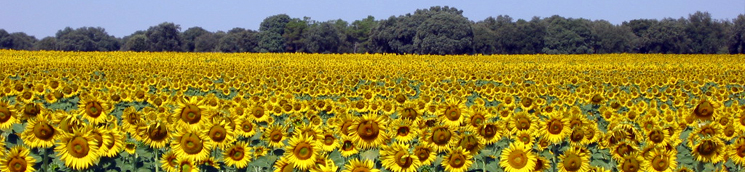 girasoles
