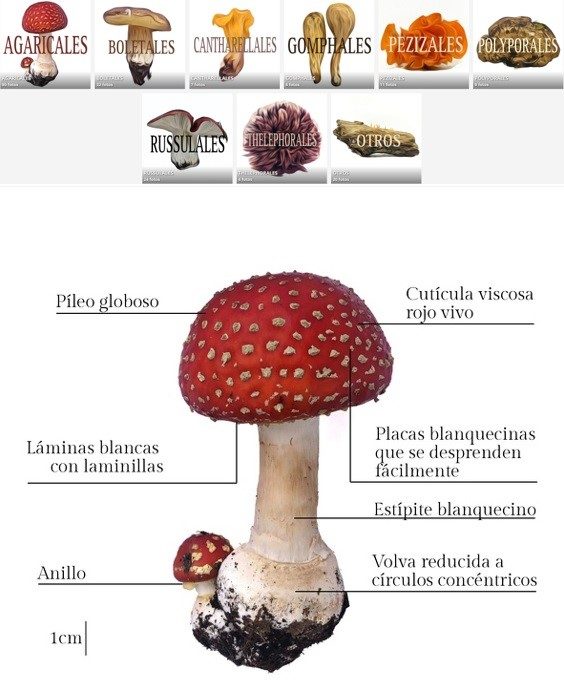 Reino Fungi