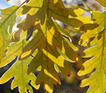 Hojas de roble melojo con el color amarillo-marrón del otoño [A.Moreno]