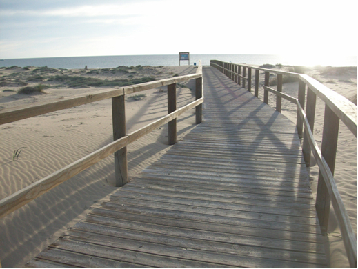 Regeneración dunar en Arenales del Sol y el Carabassí