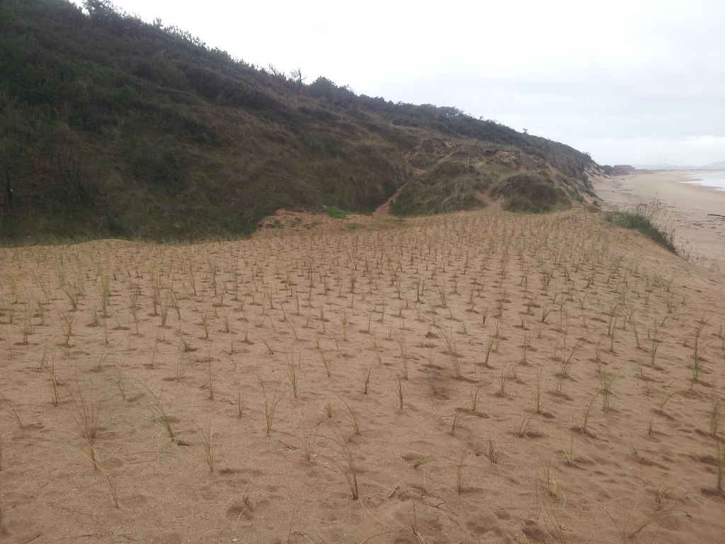 Plantación de refuerzo en las dunas de Somo y Loredo