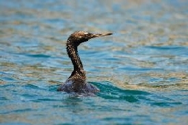 Imagen de cormorán (EUO © OCEANA / Juan Cuetos)