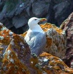 Gaviota de Audouin