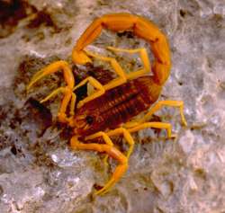 Escorpión amarillo (Buthus occitanus)