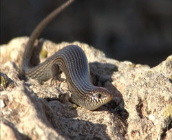 Eslizón de Chafarinas (Chalcides parallelus)