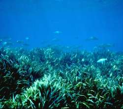 Posidonia oceanica